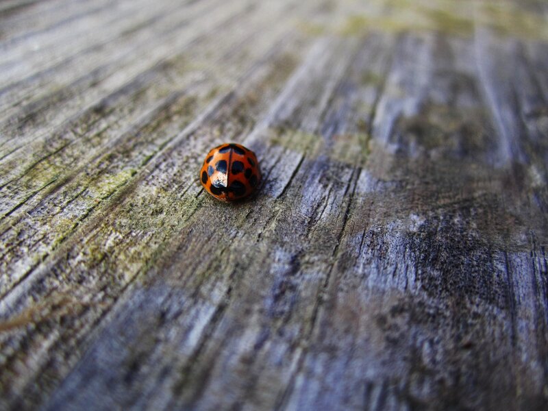 Ladybug on Wood