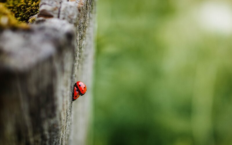 Ladybug on Wooden Post — Red, Calm