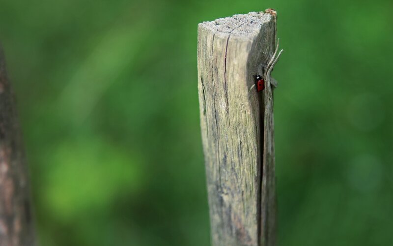 ladybug on wooden post