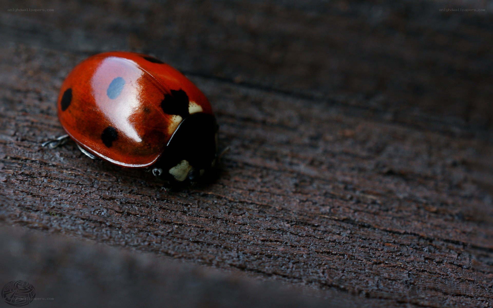 ladybug on wooden surface
