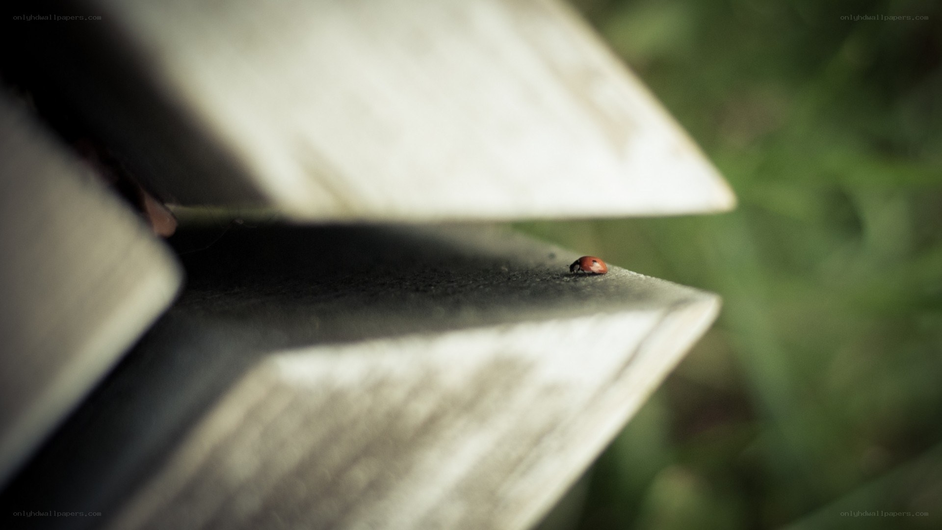 Ladybug on wooden surface
