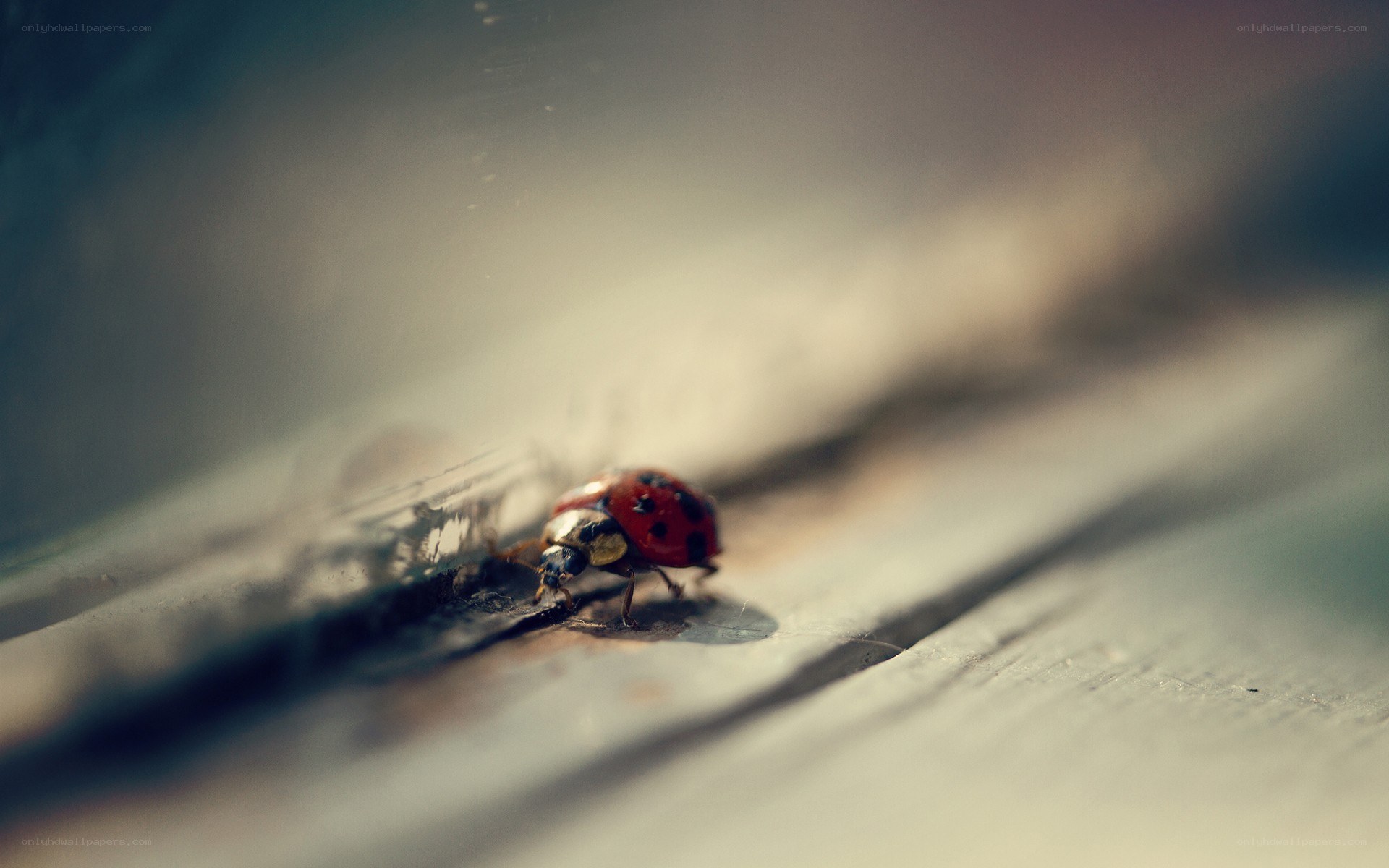 ladybug on wooden surface