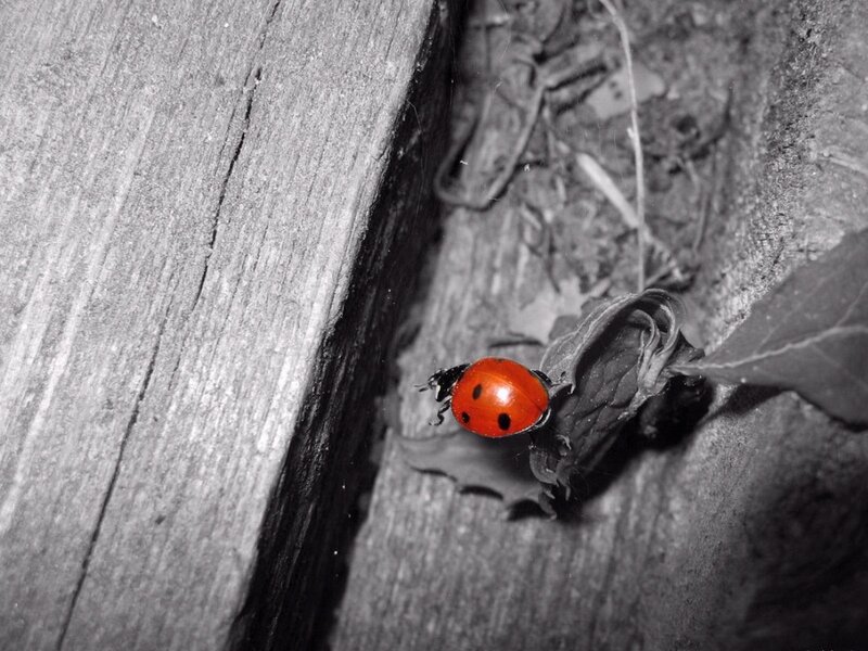 ladybug on wooden surface