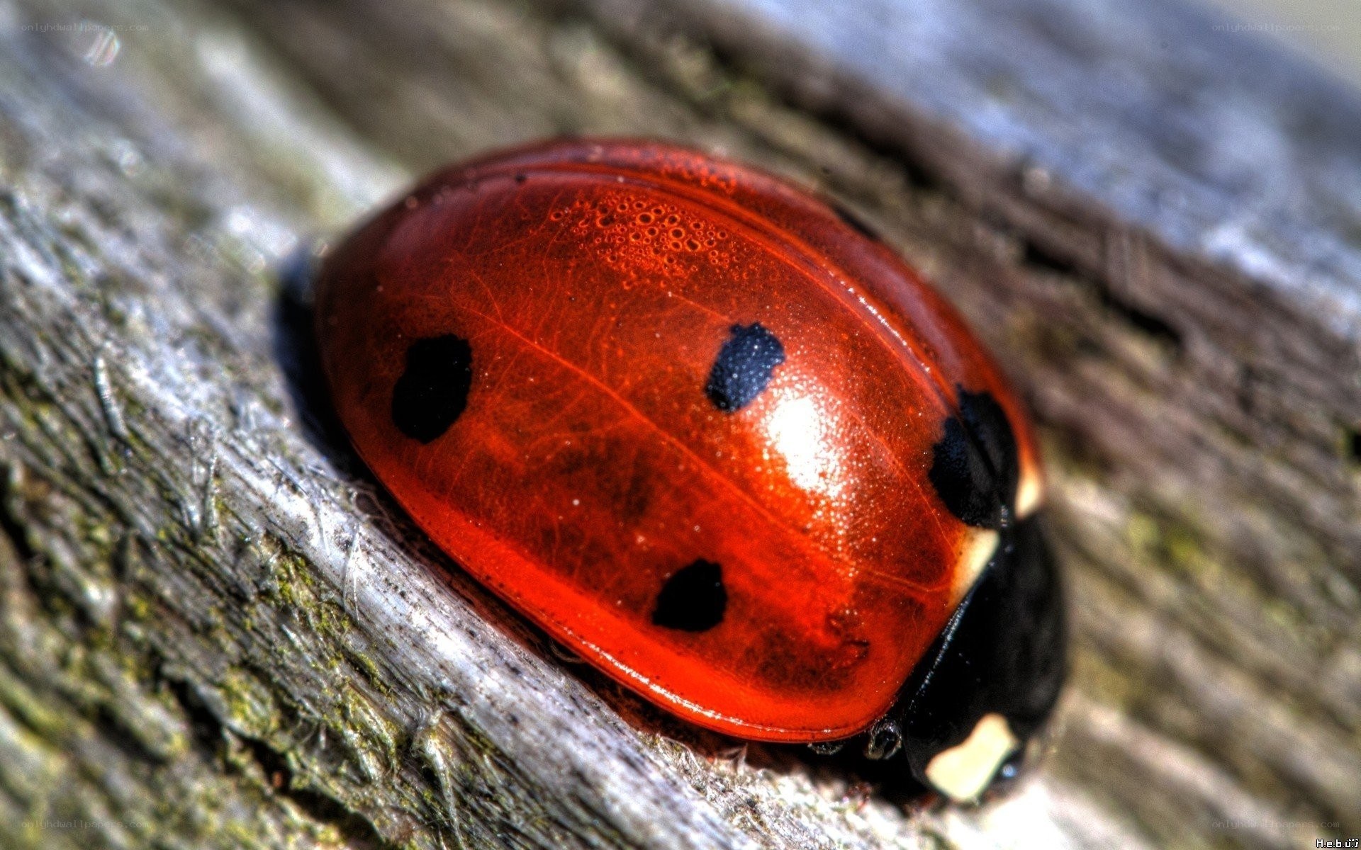 ladybug on wooden surface