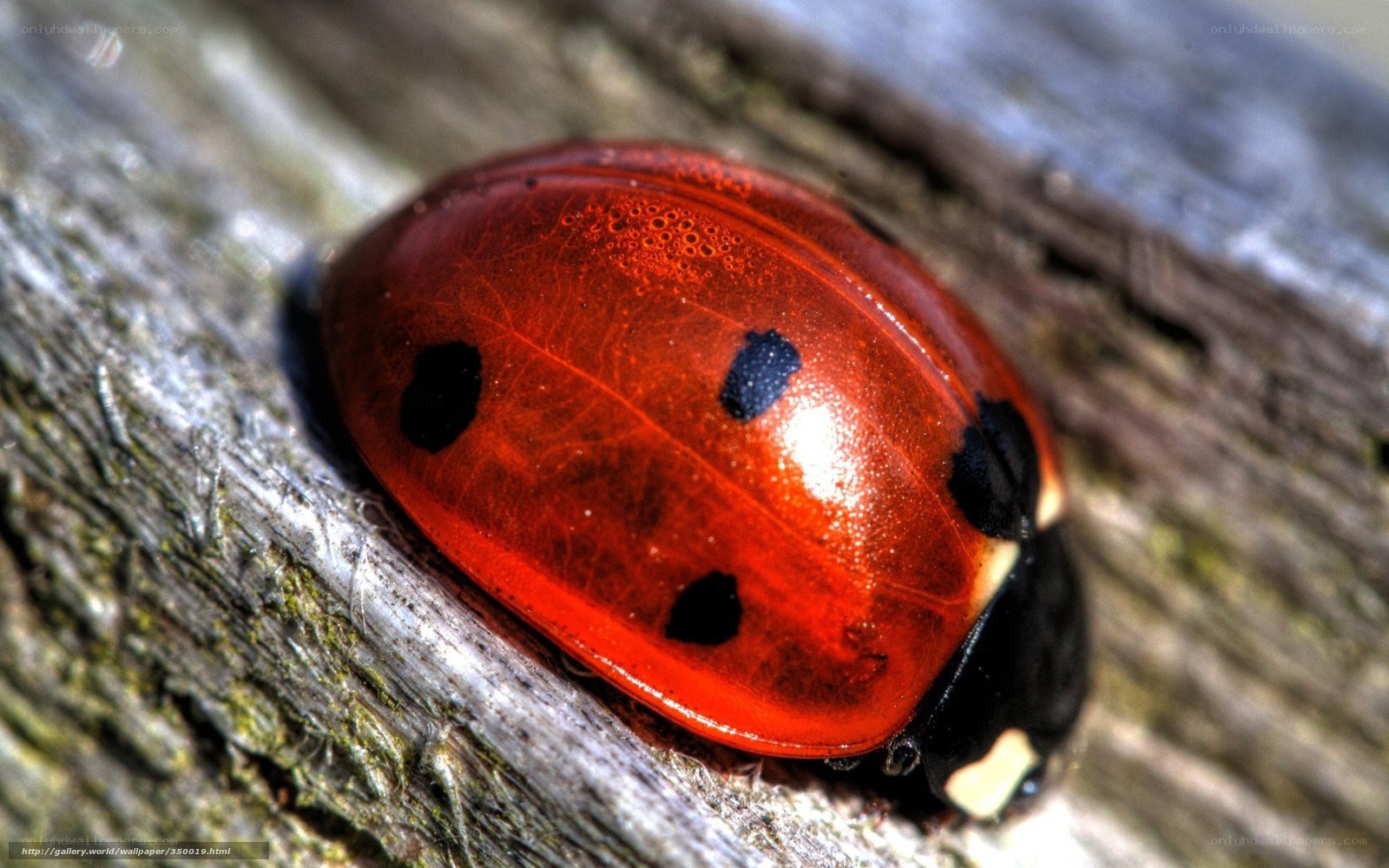 Ladybug on wooden surface