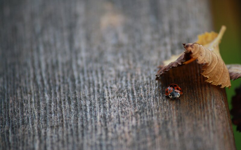 ladybug on wooden surface