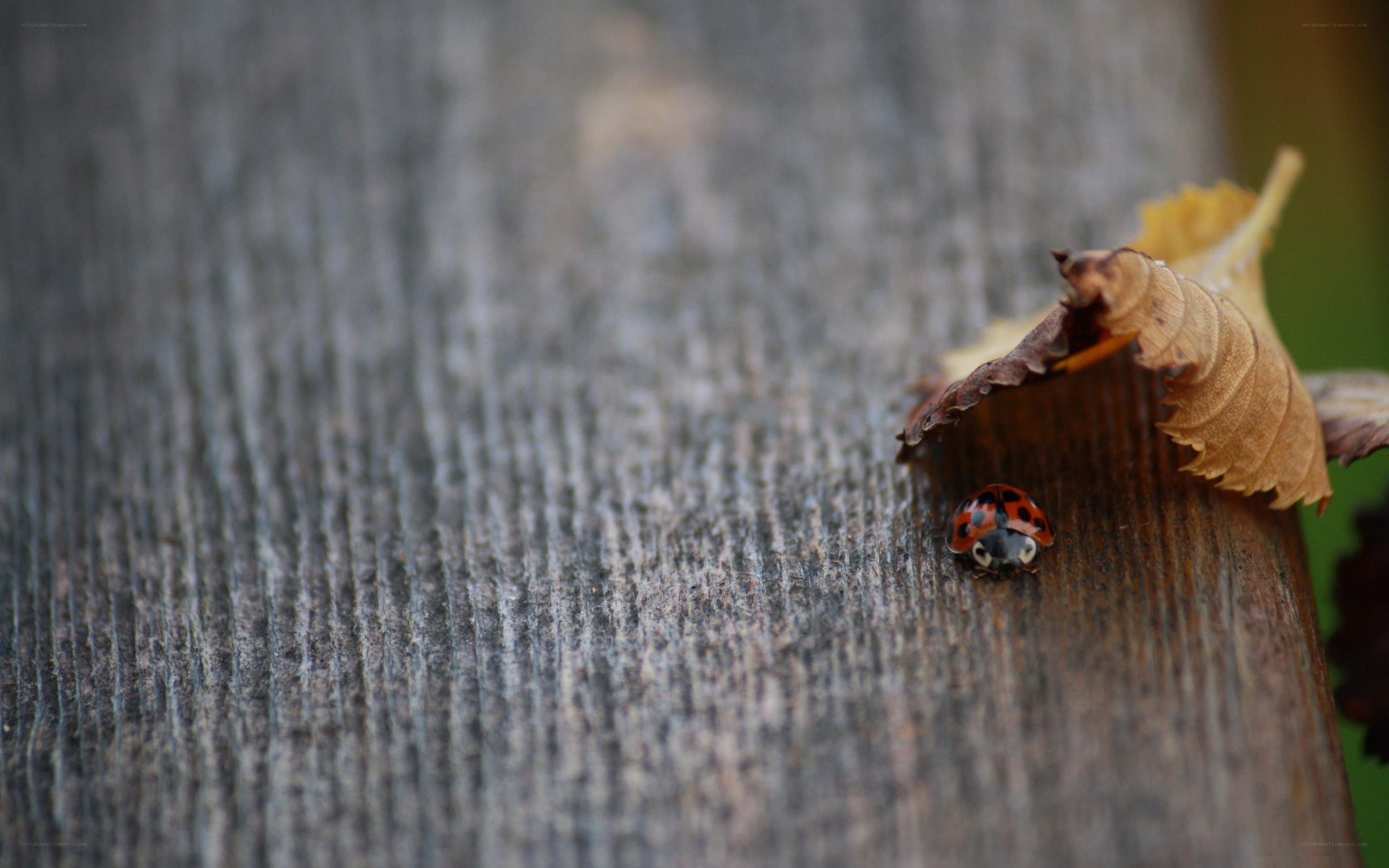 ladybug on wooden surface
