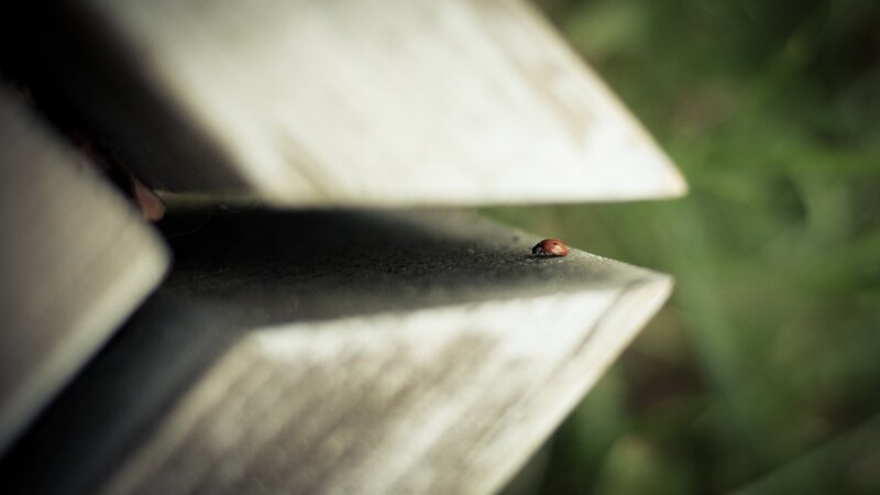 Ladybug on Wooden Surface — Brown, Calm