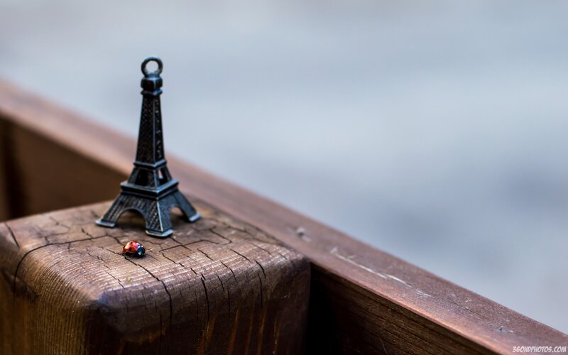 Ladybug on Wooden Surface — Brown