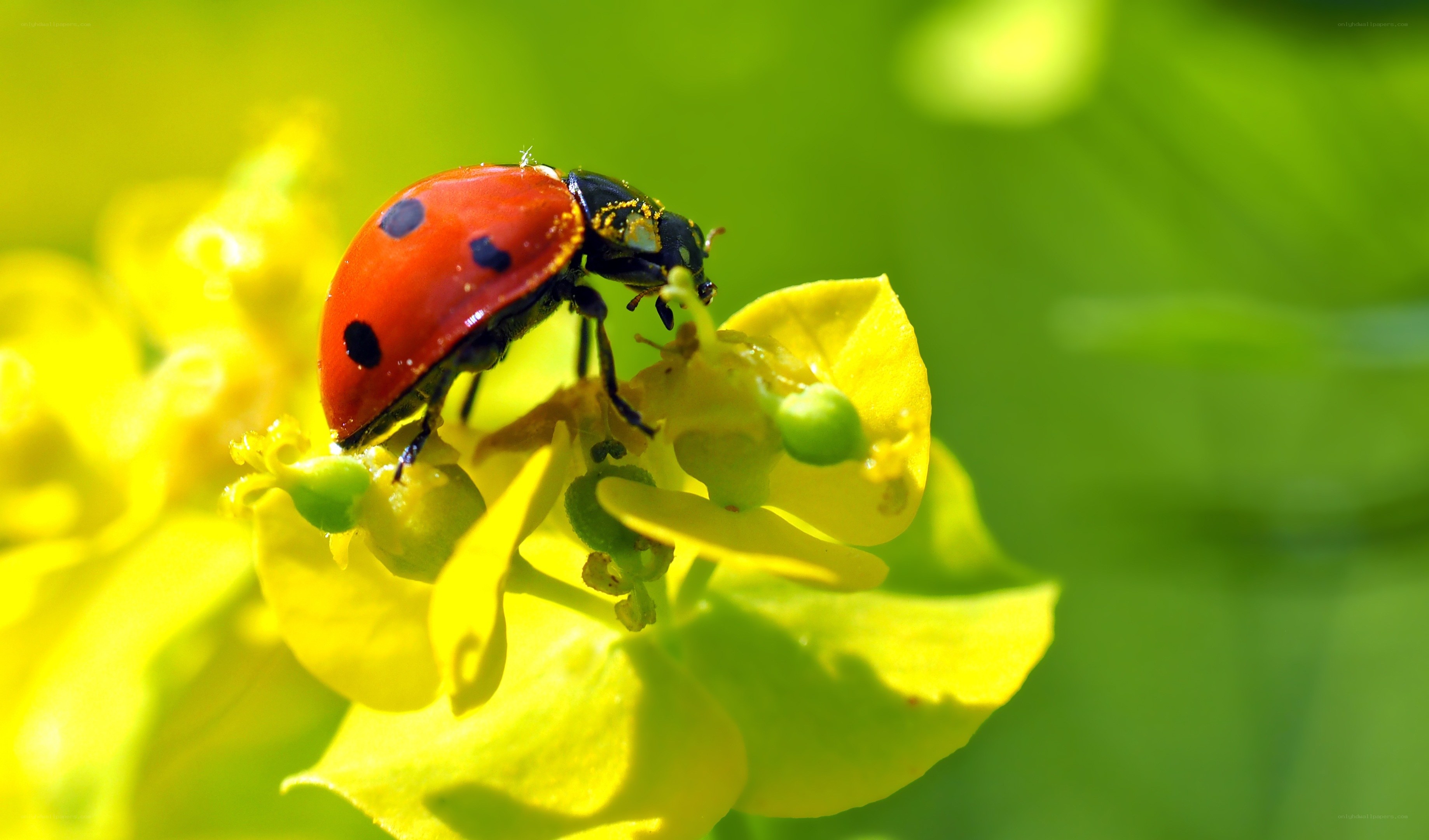 ladybug on yellow flower