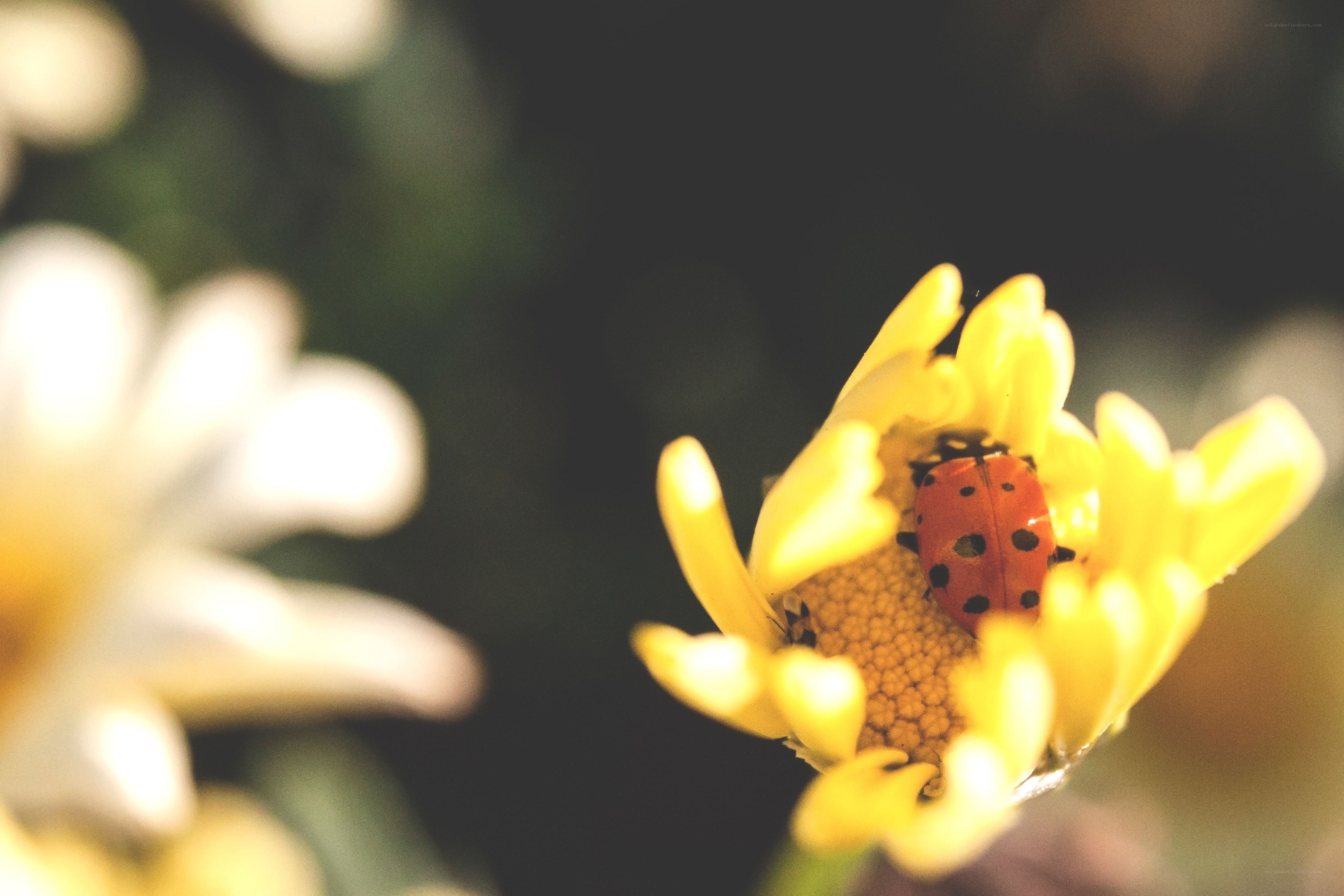 ladybug on yellow flower