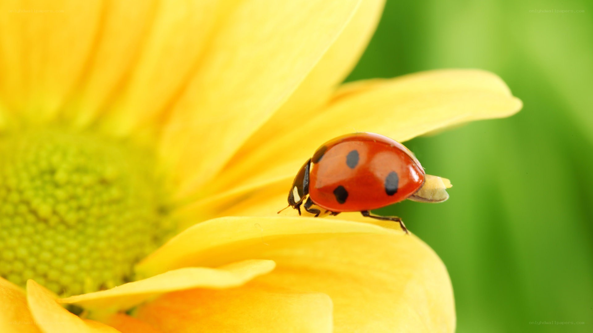 ladybug on yellow flower
