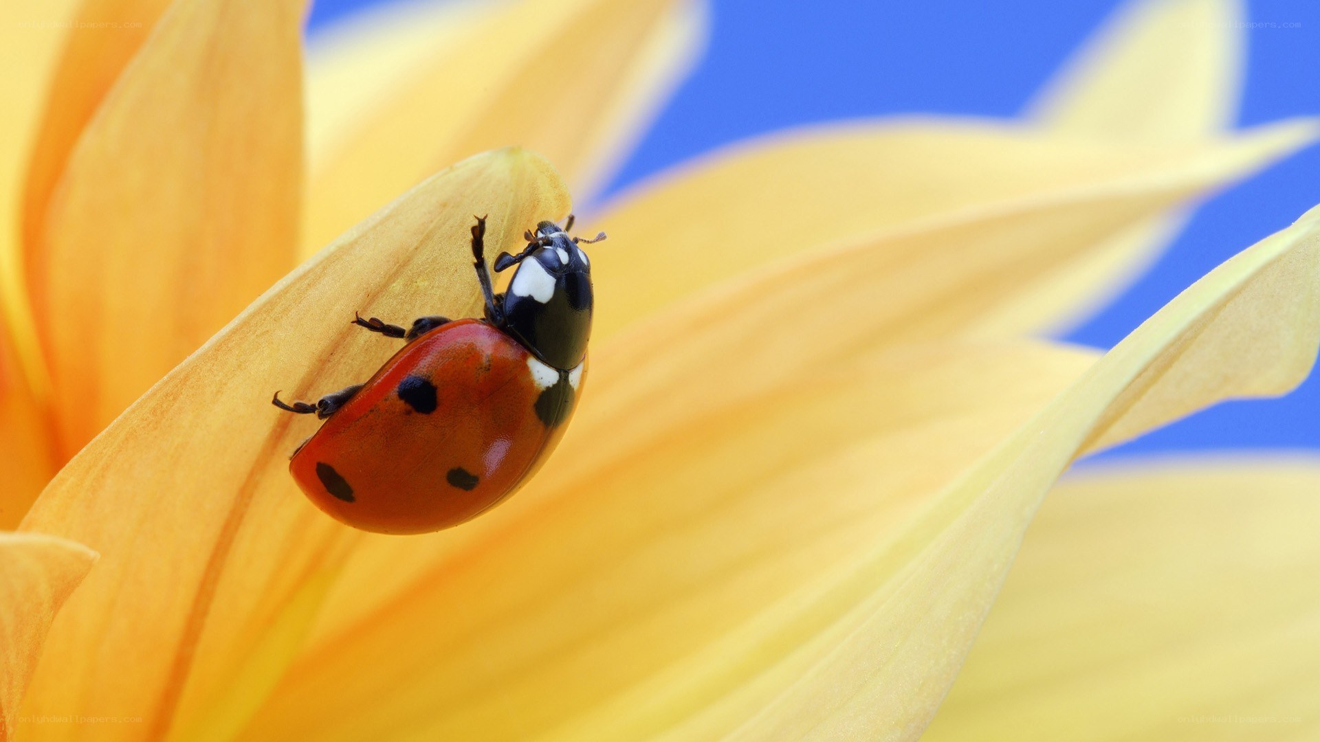 ladybug on yellow flower