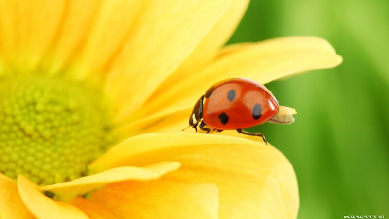 ladybug on yellow flower