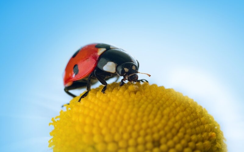ladybug on yellow flower