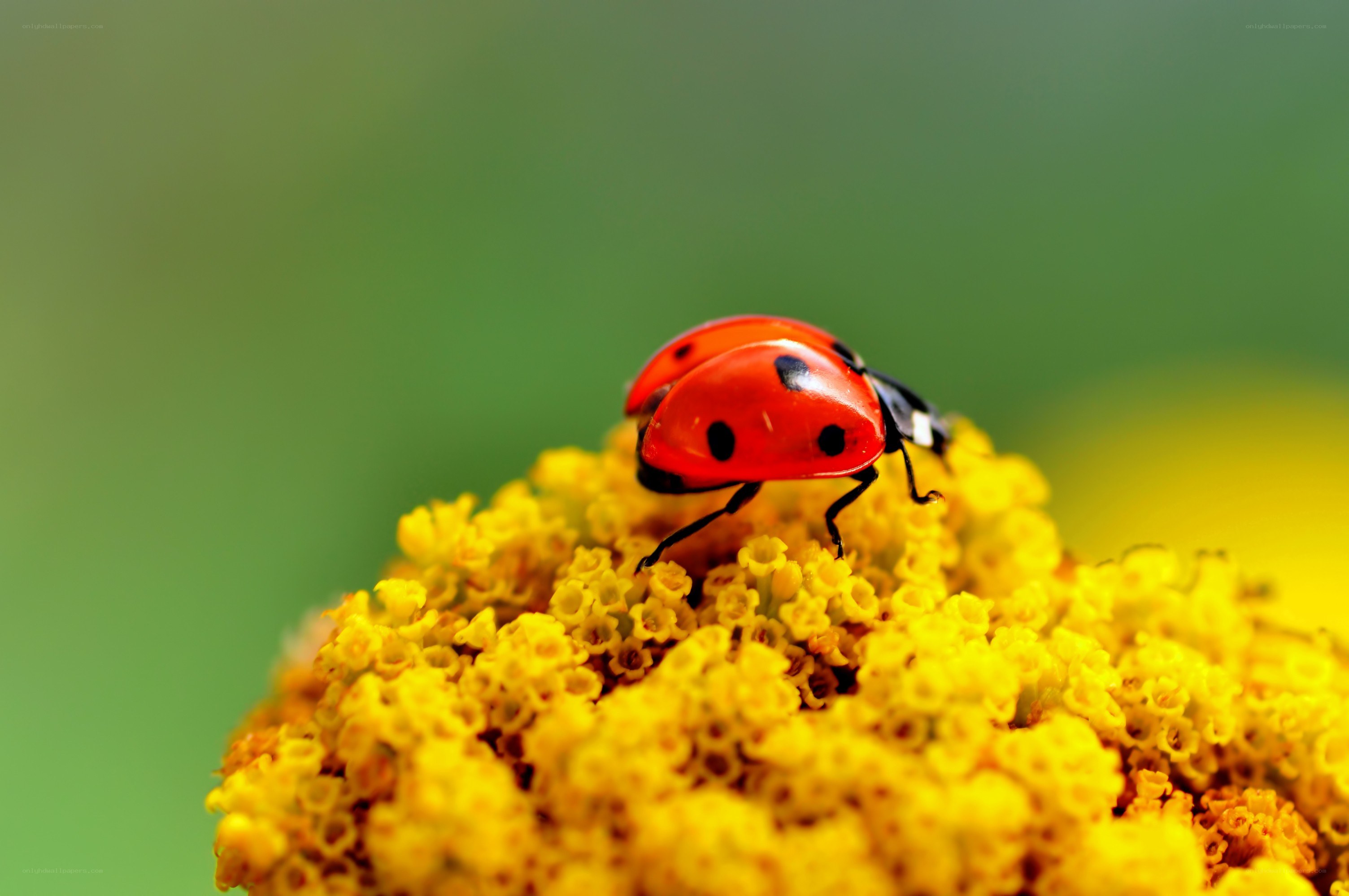 Ladybug on yellow flower