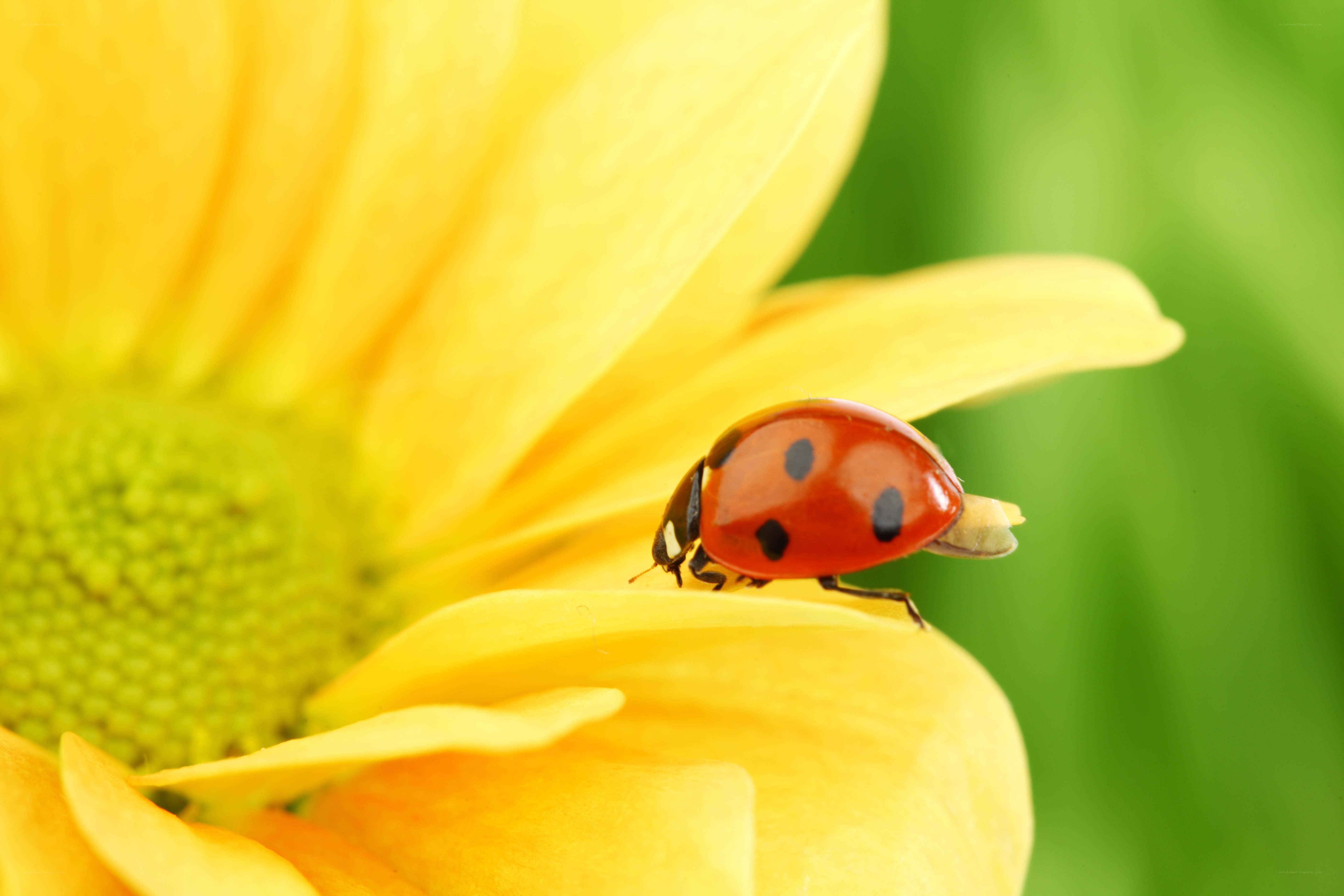 ladybug on yellow flower