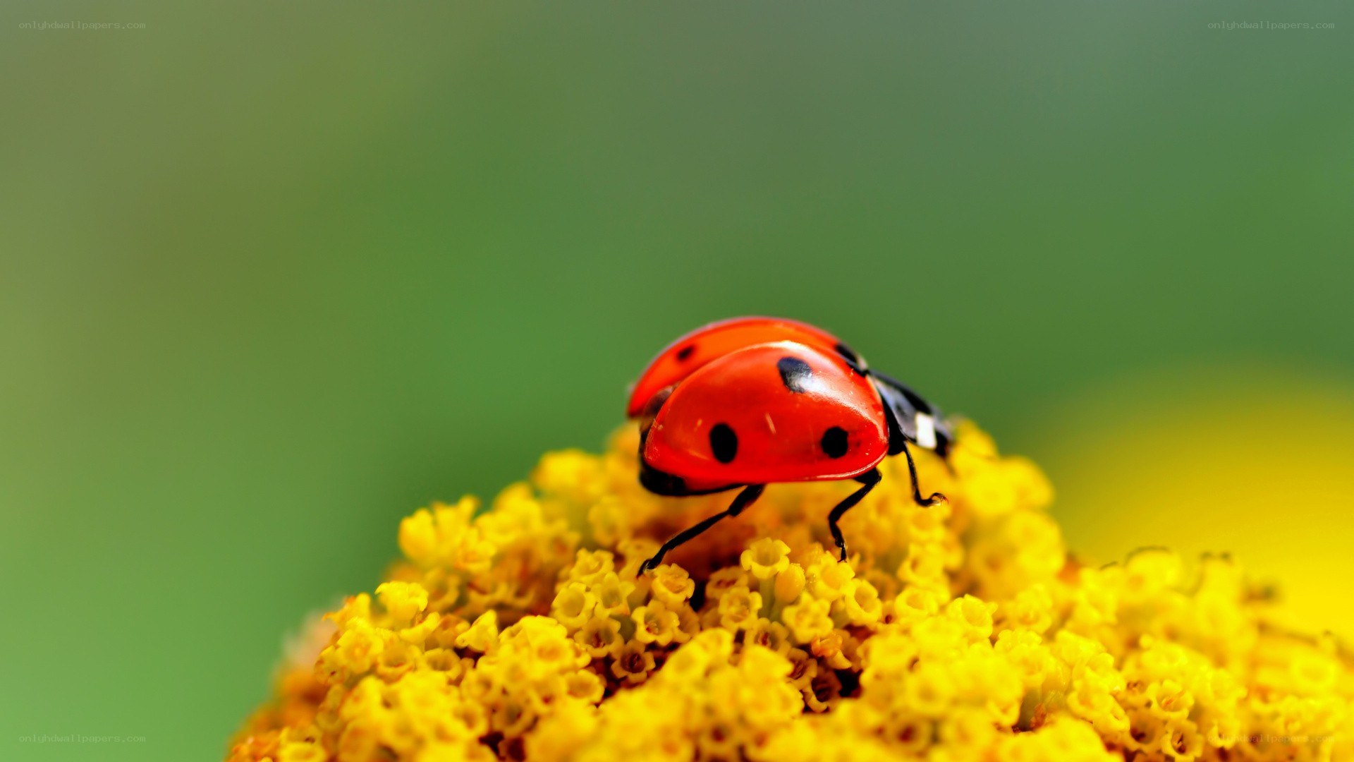 ladybug on yellow flower