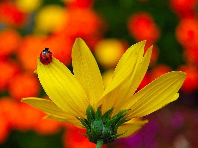 ladybug on yellow flower