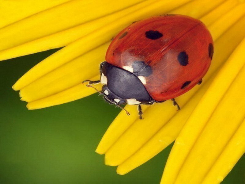 ladybug on yellow flower