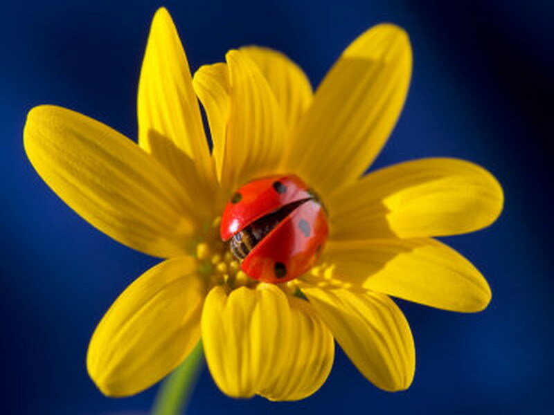 ladybug on yellow flower