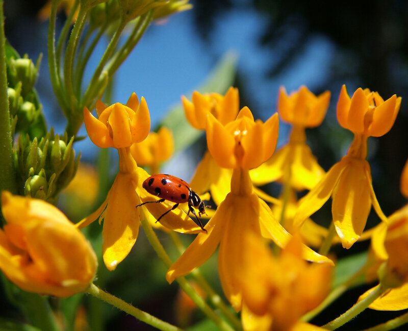 ladybug on yellow flower