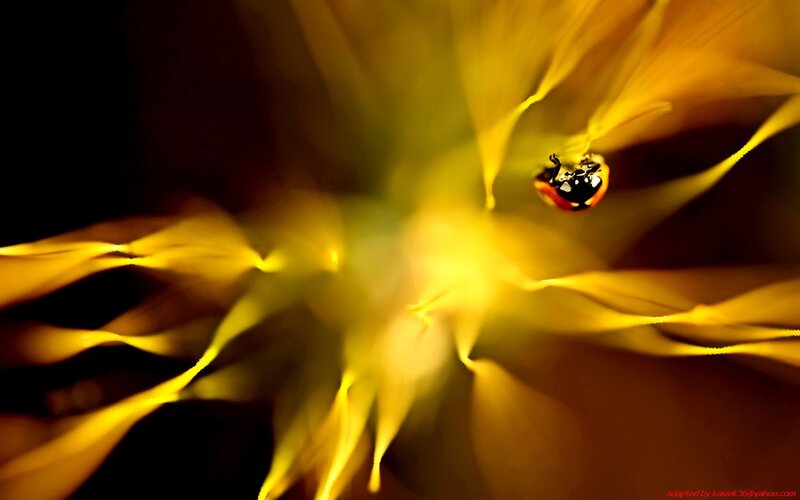 ladybug on yellow flower