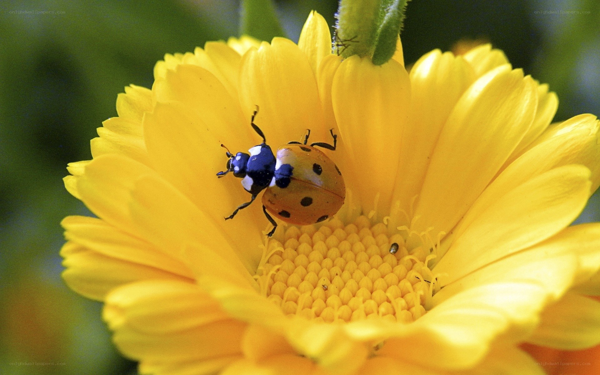 ladybug on yellow flower