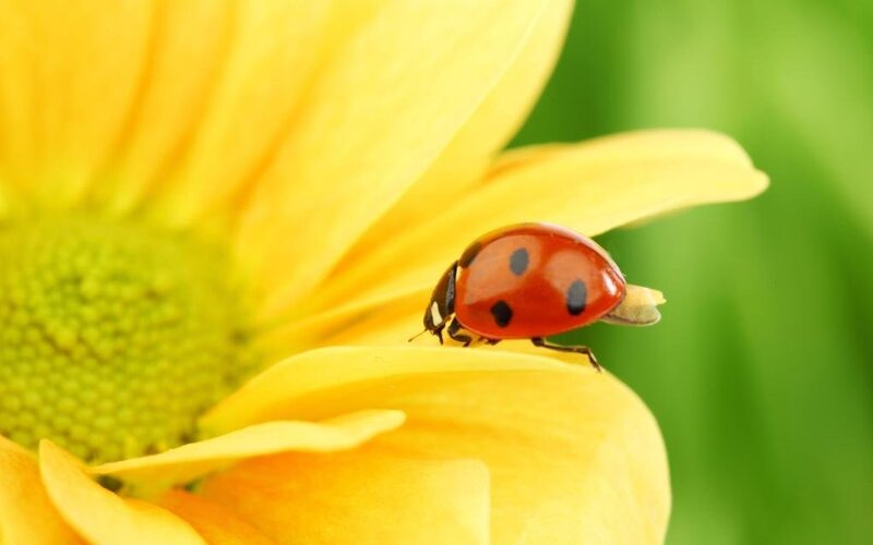 Ladybug on Yellow Flower — Afternoon