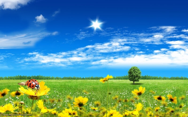 Ladybug on Yellow Flower — Blue, Serene