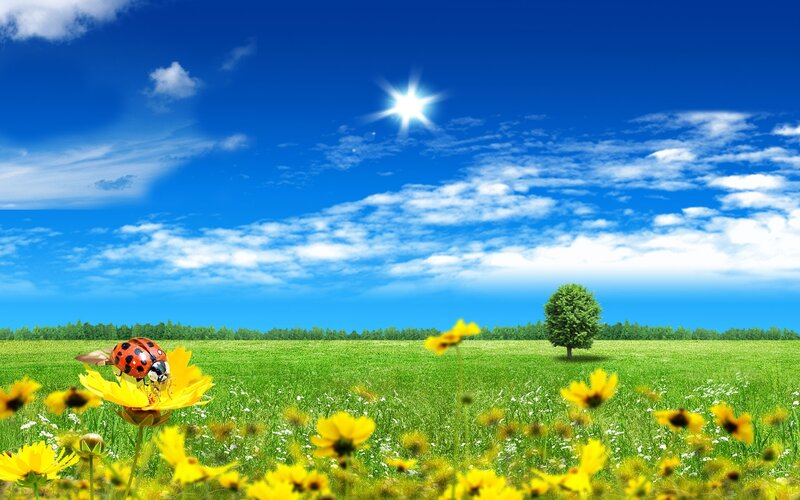 Ladybug on Yellow Flower — Blue