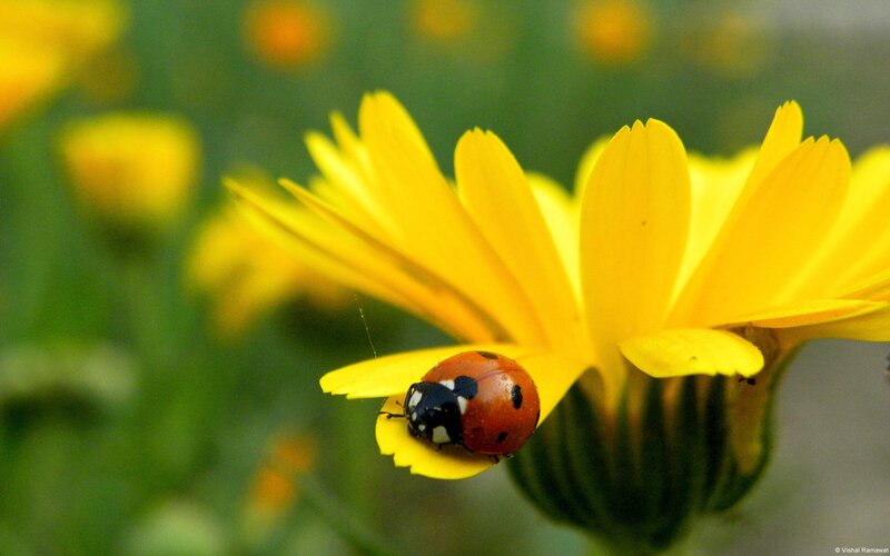 Ladybug on Yellow Flower — Calm, Afternoon, Photograph, Insect, Petal, Red, Green