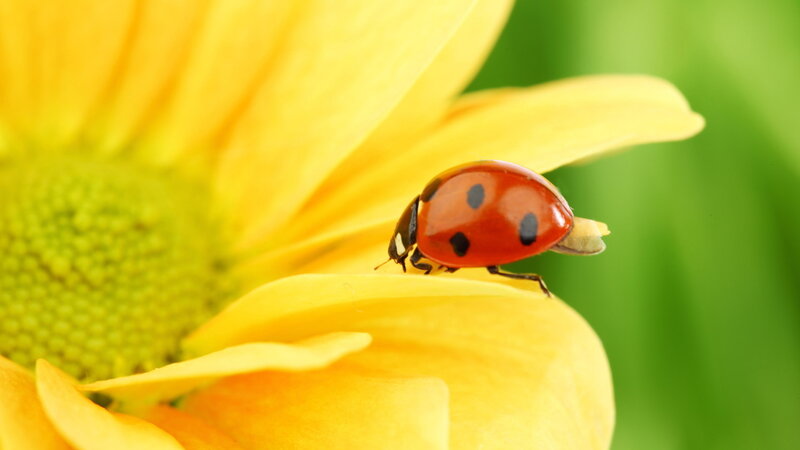 Ladybug on Yellow Flower — Calm, Afternoon, Photograph, Insect, Petal