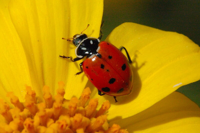 Ladybug on Yellow Flower — Calm, Afternoon, Photograph, Insect