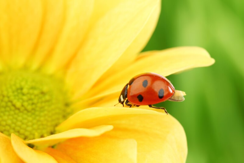 Ladybug on Yellow Flower — Calm, Afternoon, Photograph, Petal, Insect