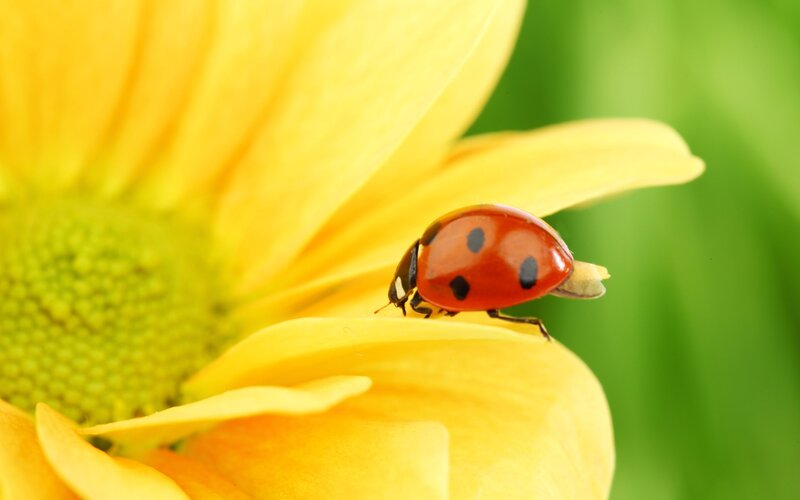 Ladybug on Yellow Flower — Calm, Afternoon, Photograph, Petal