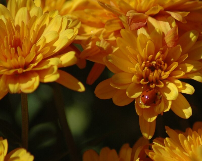 Ladybug on Yellow Flower — Calm, Afternoon