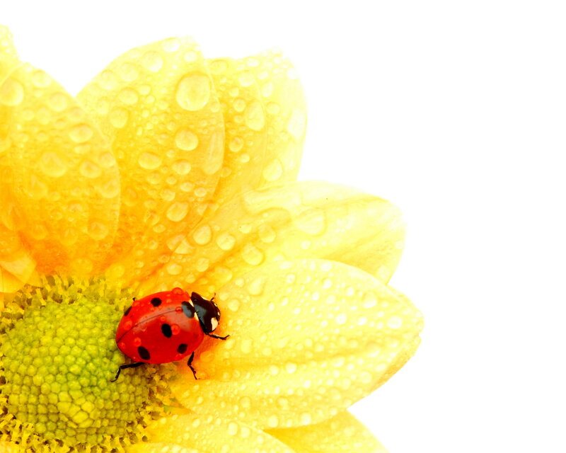 Ladybug on Yellow Flower — Calm, Morning