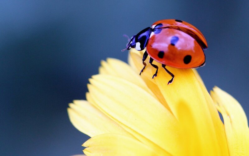 Ladybug on Yellow Flower — Calm, Photograph, Insect