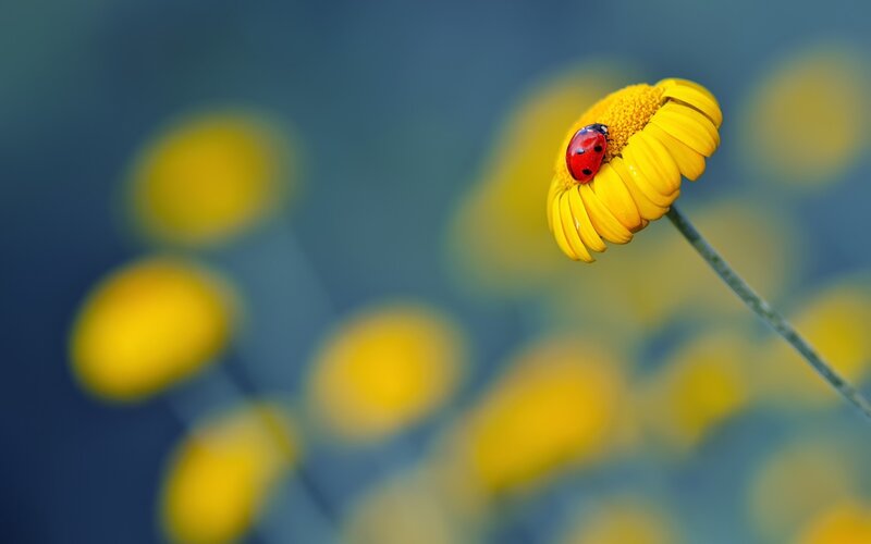 Ladybug on Yellow Flower — Calm, Photograph