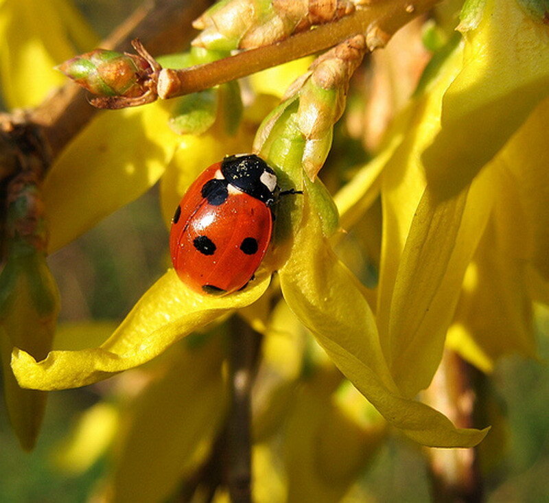 Ladybug on Yellow Flower — Calm, Spring, Photograph