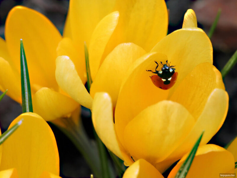 Ladybug on Yellow Flower — Calm, Spring