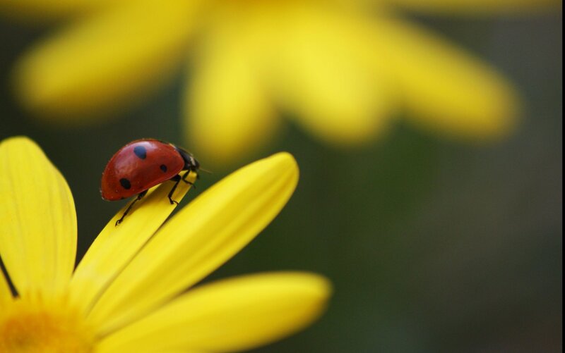 Ladybug on Yellow Flower — Calm