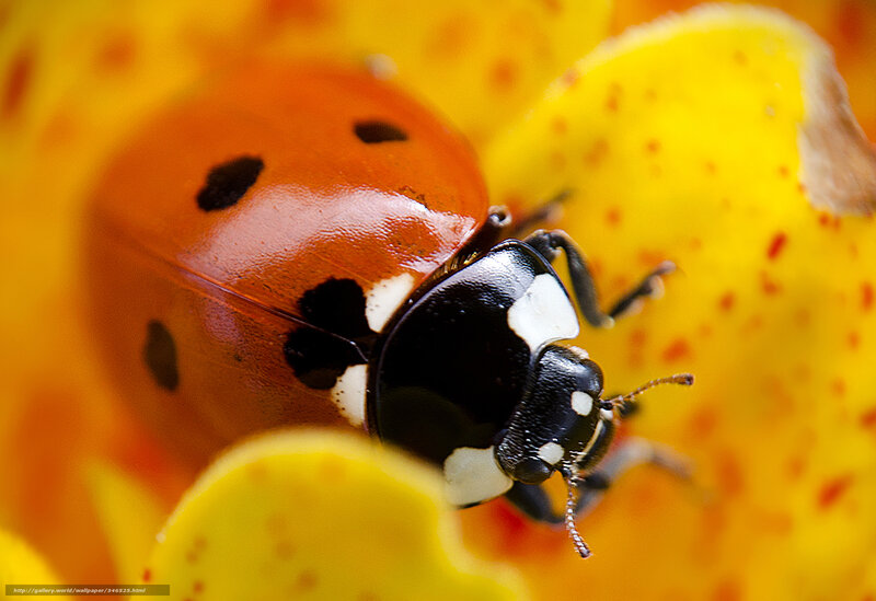 Ladybug on Yellow Flower — Natural, Photograph