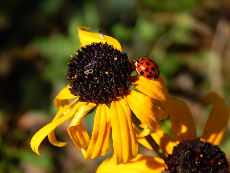 Ladybug on Yellow Flower — Natural