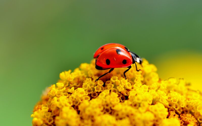 Ladybug on Yellow Flower — Red, Calm, Afternoon