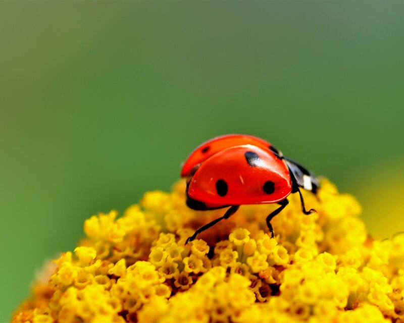 Ladybug on Yellow Flower — Red, Calm, Photograph
