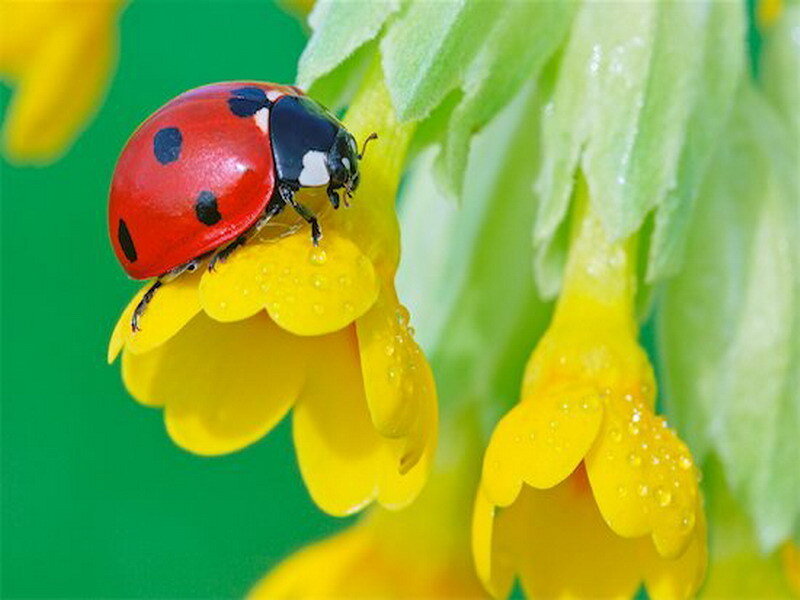Ladybug on Yellow Flower — Red, Calm, Spring, Photograph