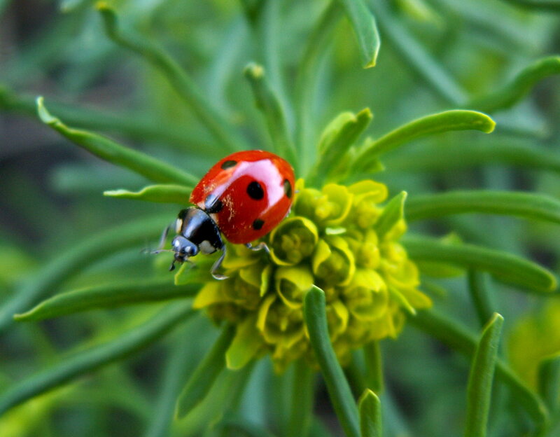 Ladybug on Yellow Flower — Red, Calm, Spring