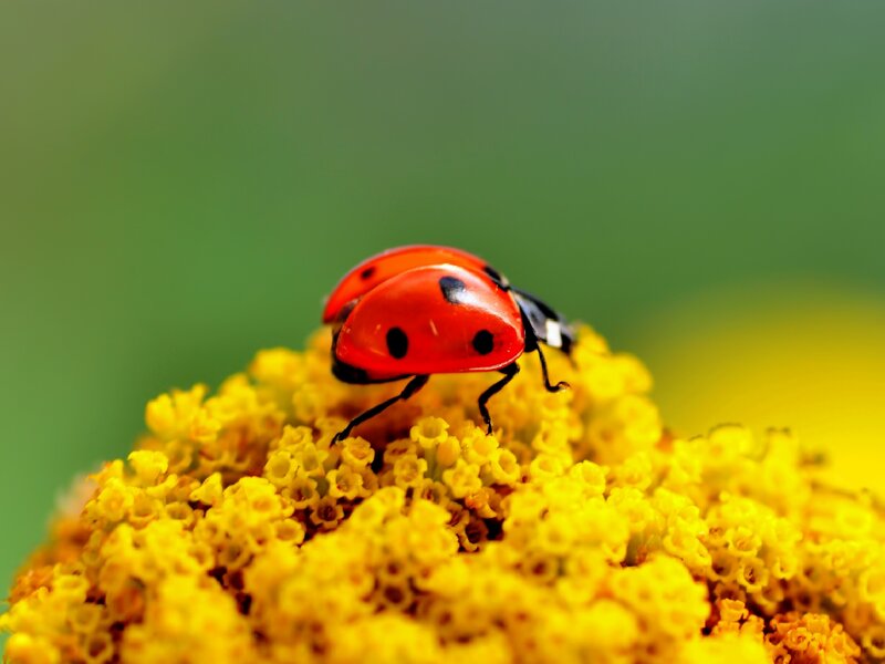 Ladybug on Yellow Flower — Red